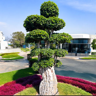 Ficus Panda Bonsai (Multiroot Stem)